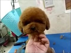 -爱宠屋pet shop·宠物洗澡·宠物美容