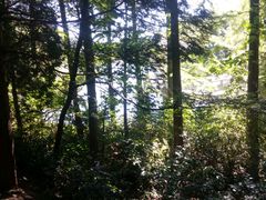 android_upload_pic-四明山国家森林公园