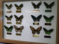 -上海昆虫博物馆