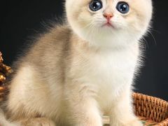 -钦宠·猫咪售卖·洗护·寄养(东圃旗舰店)