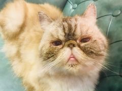 -猫色咖啡·猫咖