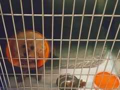 -瑞派福兴宠物医院犬猫全科·骨科·中西医结合(河东店)