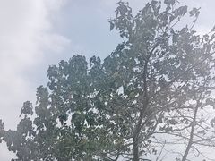 -深圳湾公园(南山区)