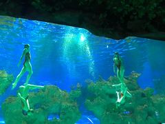 -芜湖新华联大白鲸海洋公园