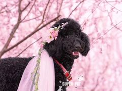 -超宠爱宠物摄影-Super pet