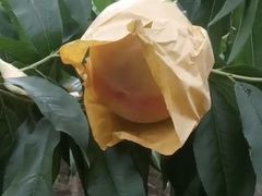 -南汇新场正宗水蜜桃采摘