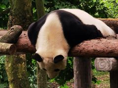 -都江堰中华大熊猫苑