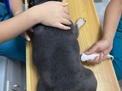 -中农国际动物医院24小时·猫科·骨科·急重症中心