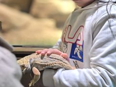 -帕帕拉兹宠物(亚洲旗舰店)