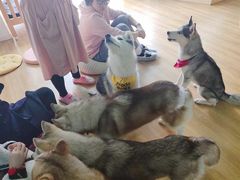 -Husky Go! 哈士奇体验馆·宠物咖啡厅狗咖