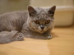 -momokira米努特·德文卷毛猫·棉花面纱犬
