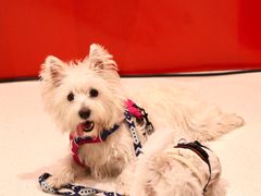 -帕帕拉兹宠物(亚洲旗舰店)