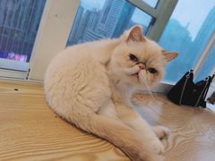 -Heymao猫咖.咖啡厅(东门店)
