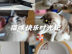 -珠海悠米米努特矮脚猫舍