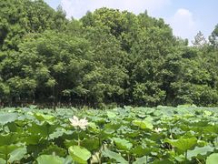 -同里国家湿地公园
