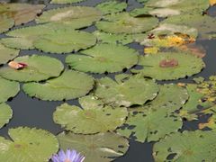 -中国科学院西双版纳热带植物园