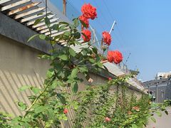 -龙湖星悦荟(颐和店)