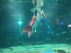 -石家庄海洋公园