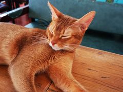 -猫小院猫主题咖啡厅(北锣店)