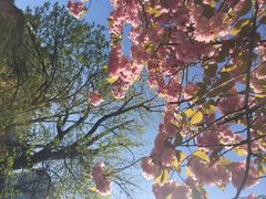 旧道厅-北海道厅旧本厅舍(旧本庁舎)