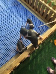 -萌宠亲子动物乐园(槐房万达店)