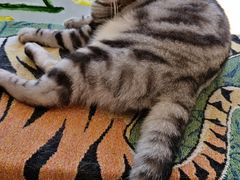 -平行世界·猫咖(首经贸店)
