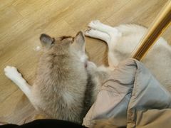 -Husky Go! 哈士奇体验馆·宠物咖啡厅狗咖