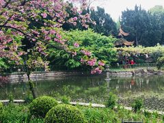 -嘉定紫藤园