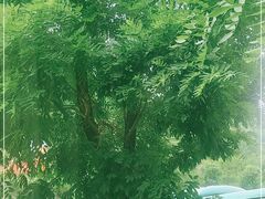 -延安杨家岭革命旧址