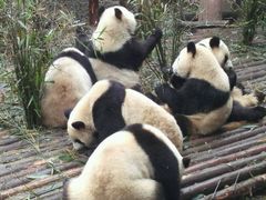 -成都大熊猫繁育研究基地