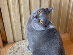 -Catmate·猫肥家润(金润铂宫店)