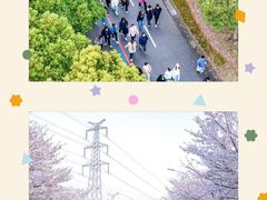 -高东镇樱花园