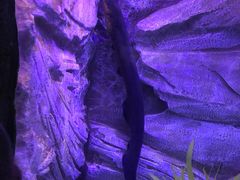 -芜湖新华联大白鲸海洋公园