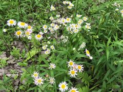 -黄海国家森林公园