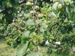 -意大利农场度假村