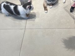 -怪兽屋·羊驼·猫咖·狗咖(俊华广场店)