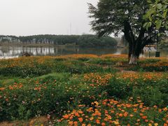 -海珠湖公园