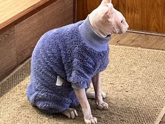 -有猫主题·治愈系猫咖(曾厝垵店)