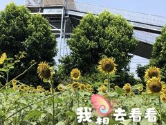 -百万葵园