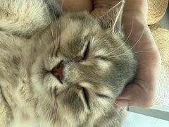 -瑞鹏宠物医院·骨科·猫科·内科(第一中心)
