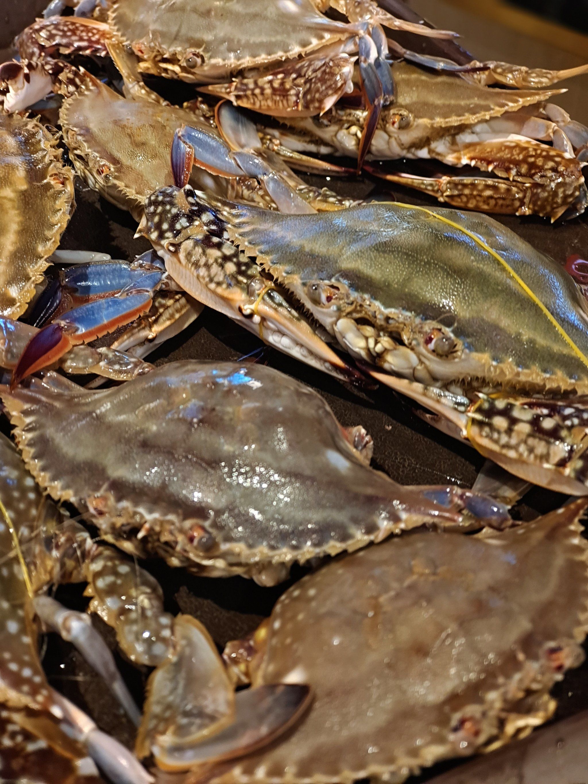 梭子蟹死了还能吃吗