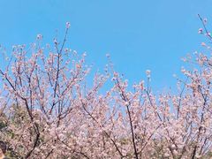 -武汉大学-樱园