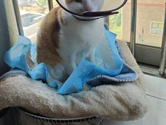 -乐琪宠物医院·犬猫专科·骨外科·急重症