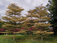 -南宁花花大世界景区