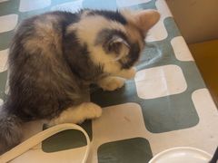 -猫小院猫主题餐厅(南锣旗舰店)