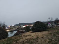 -大塘金香草谷
