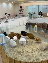 -Moni星球萌宠·小马宝莉·灵蛇·高端高阶全萌宠互动体验俱乐部(红豆国际广场店)