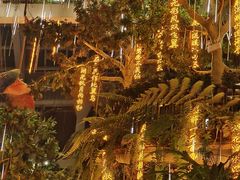 -正佳雨林生态植物园