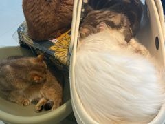 -平行世界·猫咖(首经贸店)