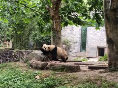 -都江堰中华大熊猫苑